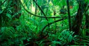 Tot sona a la selva amazonica.jpg