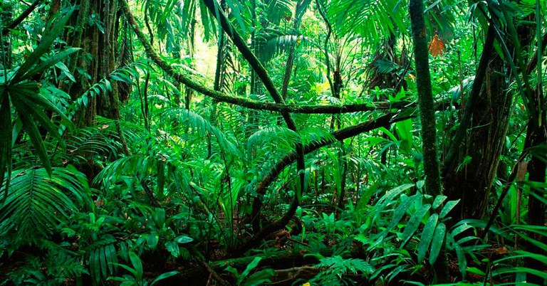 Tot sona a la selva amazonica.jpg